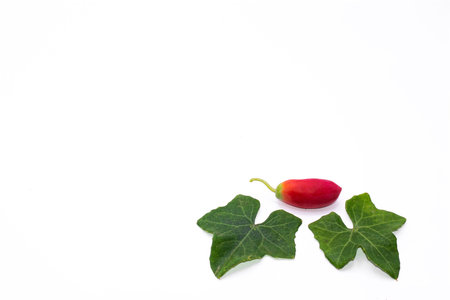 gourdの写真素材