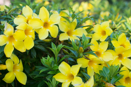 Yellow flower with the green leaf.