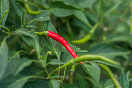 Hot red chilli with green around.