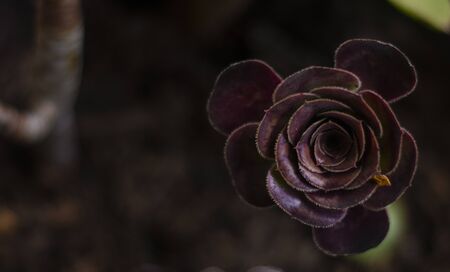 Beautyful Cactus purple plant.の写真素材