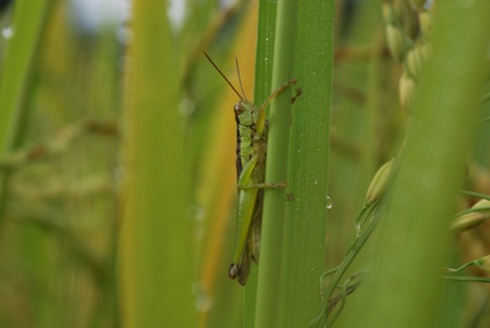 Life of Grasshopper, Chiangmai Thailandの写真素材
