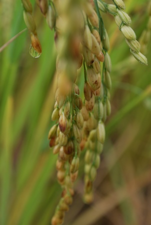 Ear of rice for people in the worldの写真素材