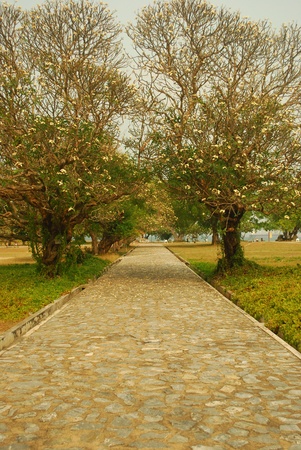Couple tree at srichang islandの写真素材