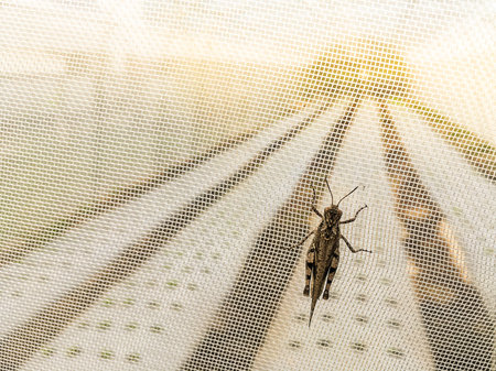 organic farming with nylon net protection from insect grasshopper