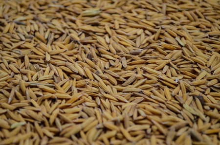 Paddy rice macro in Thailand agriculture industry foodの写真素材