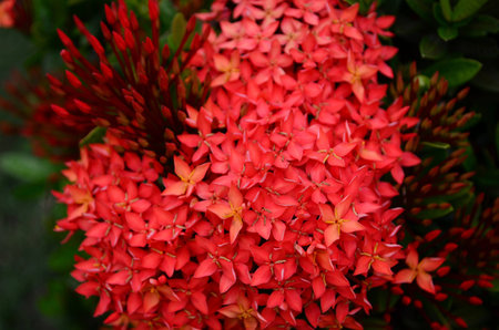 Beautiful red flowers spike の写真素材