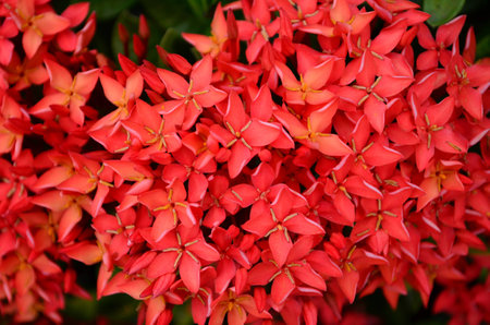 Beautiful red flowers spike の写真素材
