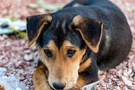 Black dog eat something,stay on ground