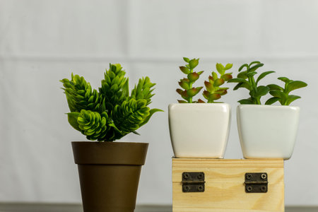 Green plant in white and brown pot on wood box with white backgroundの写真素材