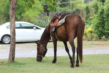 Brown horse eats short grass near the treeの写真素材