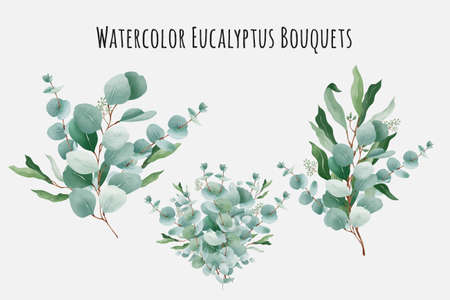 Watercolor eucalyptus bouquets collectionのイラスト素材
