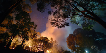 Forest fire at night with smoke rising through tall trees under starry sky creating dramatic sceneの素材