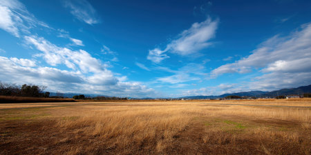 Wide shot low angle dry field under blue sky, calm winter landscape sceneの素材