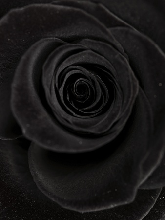 black roseの写真素材