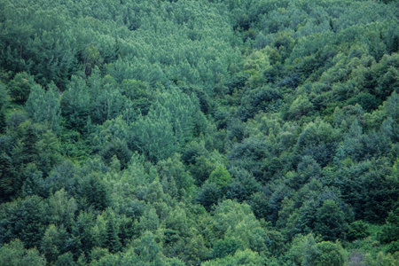 Coniferous green trees in a forest on a mountainside.