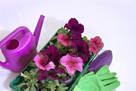 Preparing for the spring season. Landing work in the garden. Tools for planting flowers. Pink and burgundy seedlings with flowers and petunia buds. Watering can, gardener gloves and shoulder blade.の写真素材