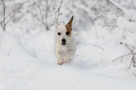 Jack Russell terrier running in the snowの写真素材