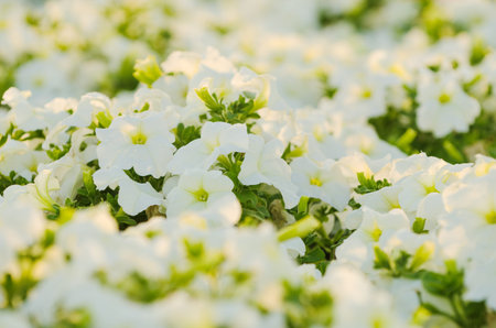 Flowers in the garden in Dubai, United Arab Emirates