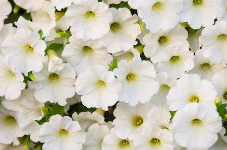 White petunias in the  garden 
