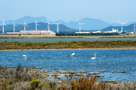 Flamingos next to Cagliari, Sardinia, Italyの写真素材