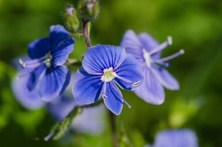 Macro picture of Forget-me-not  Myosotis の写真素材