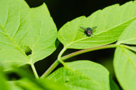 insect fly macro on leaf 