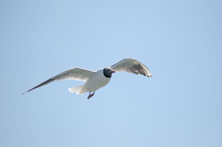 Flying gull  mew, seagull  in the sky 