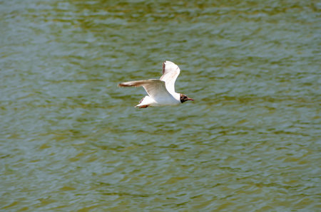 Flying gull  mew, seagull  