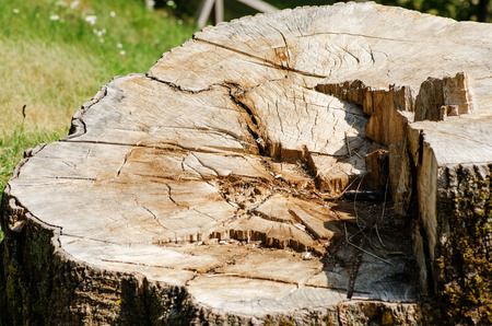 Stump of a treeの写真素材