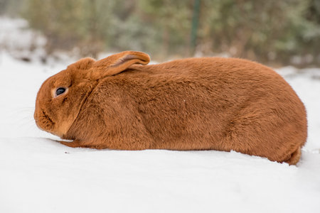 Rabbit outdoor in the background on the snowの写真素材