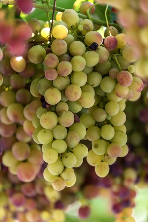 Grapes in Crete, Greece small deep of fieldの写真素材