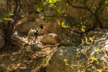 Crete, Greece: a goat in forest ofPalm Bay, famous touristic destinationの写真素材