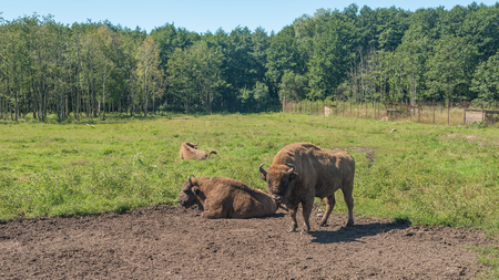 Bison grazing in the field of summerの写真素材