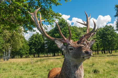 Male deer grazing in the summer fieldの写真素材