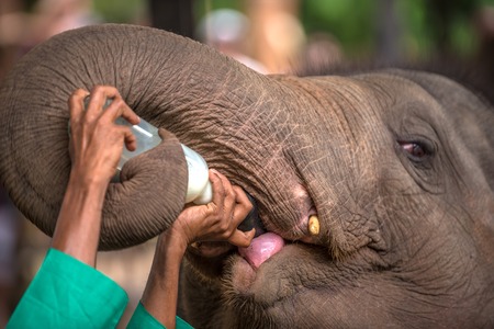 Baby elephant being feed with milkの写真素材
