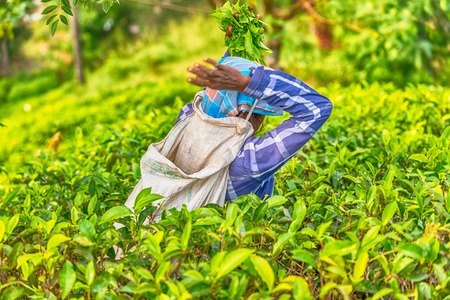 Sri Lanka: tea collector with a bag in plantationの写真素材