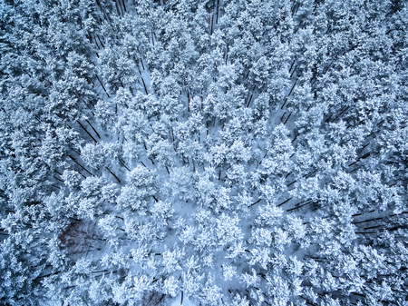Aerial top view of wnowy winter forestの写真素材