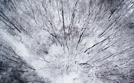 Aerial top view of wnowy winter forestの写真素材