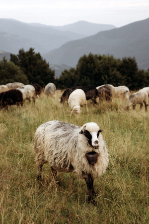 Flock of Sheep Grazing on a Mountain Hillsideの写真素材