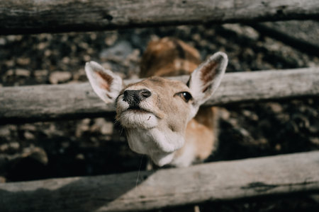 A close-up portrait of a young deer with large, expressive eyes and soft, brown fur. The detailed...