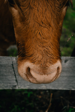 A detailed close-up of a brown cow's nose, capturing the texture and warmth of the animal in a...