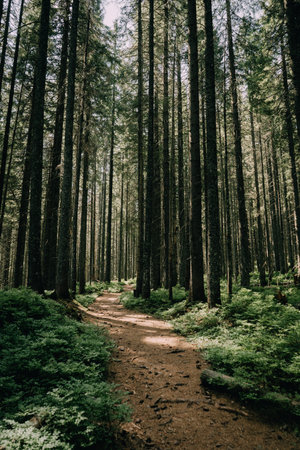 A captivating vertical photograph of a forest pathway winding through tall, majestic trees. The...