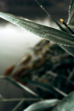 A detailed view of dew drops on a green grass leaf in the early morning mist, showcases nature's...