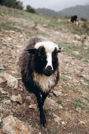 Black and White Sheep Standing on a Rocky Hillside