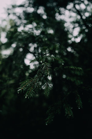 A close-up, vertical photograph of evergreen branches adorned with morning dew drops. The image captures the intricate details of the needles against a blurred forest background, creating a serene and refreshing atmosphere. Ideal for backgrounds or nature-themed projects.の写真素材