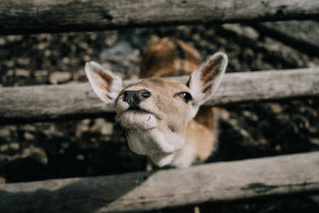 Close-Up Portrait of a Young Deer in the Wildの写真素材