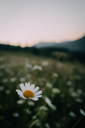Single Daisy in a Field at Sunsetの写真素材