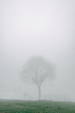 Lonely Tree on a Foggy Hillside Morningの写真素材
