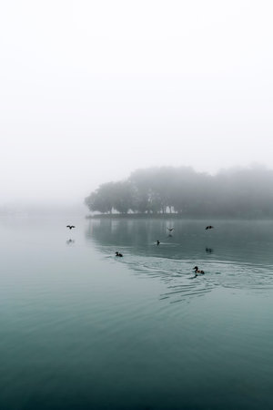 Ducks Flying Over Calm Misty Lakeの写真素材