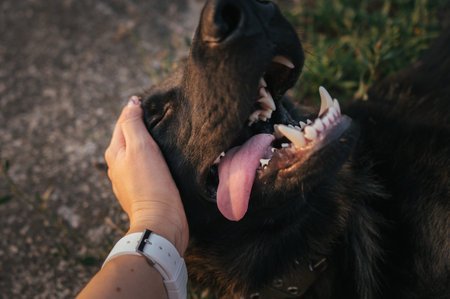 German Shepherd enjoying affection and playtime in natureの写真素材